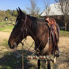 Working Hand Wade by Keith Valley - Flat Plate 7/8ths riggin - Gullet - 7 & 1/2 H by 6 & 1/4 W by 4 - Horn 5 & 1/2 by 5 & 3/4 - 90 degree bars - 7/8ths flat plate - 15 & 1/2 inch seat - Cantle 12 & 1/2 inch wide by 4 inch high with 1 & 1/2 inch Cheyenne Roll